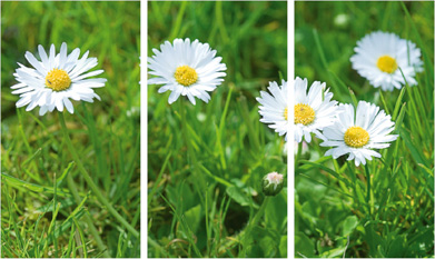 31 Gänseblumen